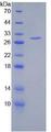 HSPG2 / Perlecan Protein - Recombinant Heparan Sulfate Proteoglycan 2 By SDS-PAGE