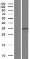 HT036 / HYI Protein - Western validation with an anti-DDK antibody * L: Control HEK293 lysate R: Over-expression lysate
