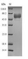 HTR3E / 5-HT3E Receptor Protein - (Tris-Glycine gel) Discontinuous SDS-PAGE (reduced) with 5% enrichment gel and 15% separation gel.