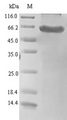 HTRA1 Protein - (Tris-Glycine gel) Discontinuous SDS-PAGE (reduced) with 5% enrichment gel and 15% separation gel.