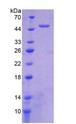 HTRA1 Protein - Recombinant HtrA Serine Peptidase 1 By SDS-PAGE
