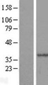 HYLS1 Protein - Western validation with an anti-DDK antibody * L: Control HEK293 lysate R: Over-expression lysate