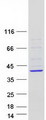 HYLS1 Protein - Purified recombinant protein HYLS1 was analyzed by SDS-PAGE gel and Coomassie Blue Staining