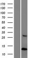 HYPM / CXorf27 Protein - Western validation with an anti-DDK antibody * L: Control HEK293 lysate R: Over-expression lysate