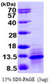 I-309 / CCL1 Protein