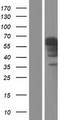 IA-6 / INSM2 Protein - Western validation with an anti-DDK antibody * L: Control HEK293 lysate R: Over-expression lysate