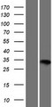 IDI1 / IPP1 Protein - Western validation with an anti-DDK antibody * L: Control HEK293 lysate R: Over-expression lysate