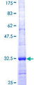 IER5 Protein - 12.5% SDS-PAGE Stained with Coomassie Blue.