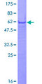 IFI35 Protein - 12.5% SDS-PAGE of human IFI35 stained with Coomassie Blue