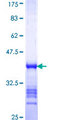 IFI35 Protein - 12.5% SDS-PAGE Stained with Coomassie Blue.