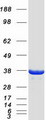 IFI35 Protein - Purified recombinant protein IFI35 was analyzed by SDS-PAGE gel and Coomassie Blue Staining