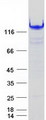 IFIH1 / MDA5 Protein - Purified recombinant protein IFIH1 was analyzed by SDS-PAGE gel and Coomassie Blue Staining