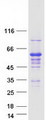 IFRD2 Protein - Purified recombinant protein IFRD2 was analyzed by SDS-PAGE gel and Coomassie Blue Staining