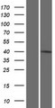 IFT46 Protein - Western validation with an anti-DDK antibody * L: Control HEK293 lysate R: Over-expression lysate