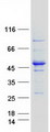 IFT52 Protein - Purified recombinant protein IFT52 was analyzed by SDS-PAGE gel and Coomassie Blue Staining
