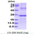 IGLL1 / CD179b Protein