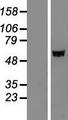IGSF21 Protein - Western validation with an anti-DDK antibody * L: Control HEK293 lysate R: Over-expression lysate