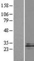 IL27 Protein - Western validation with an anti-DDK antibody * L: Control HEK293 lysate R: Over-expression lysate