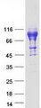 IL6R / IL6 Receptor Protein - Purified recombinant protein IL6R was analyzed by SDS-PAGE gel and Coomassie Blue Staining