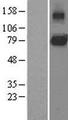 IL6ST / CD130 / gp130 Protein - Western validation with an anti-DDK antibody * L: Control HEK293 lysate R: Over-expression lysate