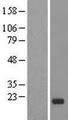 IMMP1L Protein - Western validation with an anti-DDK antibody * L: Control HEK293 lysate R: Over-expression lysate