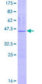 IMMP1L Protein - 12.5% SDS-PAGE of human IMMP1L stained with Coomassie Blue