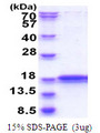 IMMP2L Protein