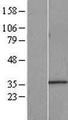 IMP4 Protein - Western validation with an anti-DDK antibody * L: Control HEK293 lysate R: Over-expression lysate