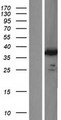 IMPACT Protein - Western validation with an anti-DDK antibody * L: Control HEK293 lysate R: Over-expression lysate