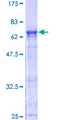 IMPACT Protein - 12.5% SDS-PAGE of human IMPACT stained with Coomassie Blue