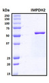IMPDH2 Protein - SDS-PAGE under reducing conditions and visualized by Coomassie blue staining