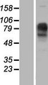 IMPG1 Protein - Western validation with an anti-DDK antibody * L: Control HEK293 lysate R: Over-expression lysate