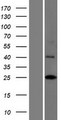 INCA1 Protein - Western validation with an anti-DDK antibody * L: Control HEK293 lysate R: Over-expression lysate