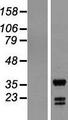 ING5 Protein - Western validation with an anti-DDK antibody * L: Control HEK293 lysate R: Over-expression lysate