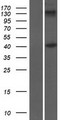 INHBB / Inhibin Beta B Protein - Western validation with an anti-DDK antibody * L: Control HEK293 lysate R: Over-expression lysate