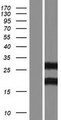 INO80C Protein - Western validation with an anti-DDK antibody * L: Control HEK293 lysate R: Over-expression lysate