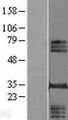 INO80E Protein - Western validation with an anti-DDK antibody * L: Control HEK293 lysate R: Over-expression lysate