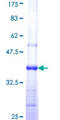 INPP1 Protein - 12.5% SDS-PAGE Stained with Coomassie Blue.