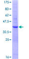Insulin Protein - 12.5% SDS-PAGE of human INS stained with Coomassie Blue