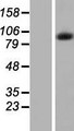 INT7 / INTS7 Protein - Western validation with an anti-DDK antibody * L: Control HEK293 lysate R: Over-expression lysate