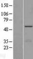 INTS12 Protein - Western validation with an anti-DDK antibody * L: Control HEK293 lysate R: Over-expression lysate