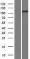 INTS4 Protein - Western validation with an anti-DDK antibody * L: Control HEK293 lysate R: Over-expression lysate