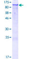 INTS4 Protein - 12.5% SDS-PAGE of human INTS4 stained with Coomassie Blue