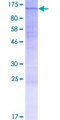 INTS5 Protein - 12.5% SDS-PAGE of human INTS5 stained with Coomassie Blue