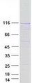 INTS5 Protein - Purified recombinant protein INTS5 was analyzed by SDS-PAGE gel and Coomassie Blue Staining