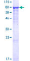 INTS9 Protein - 12.5% SDS-PAGE of human INTS9 stained with Coomassie Blue