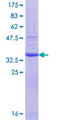 IPP Protein - 12.5% SDS-PAGE Stained with Coomassie Blue.