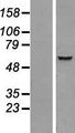 IQCC Protein - Western validation with an anti-DDK antibody * L: Control HEK293 lysate R: Over-expression lysate