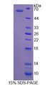 IRS Protein - Recombinant Isoleucyl tRNA Synthetase By SDS-PAGE