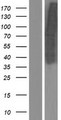 IRS1 Protein - Western validation with an anti-DDK antibody * L: Control HEK293 lysate R: Over-expression lysate